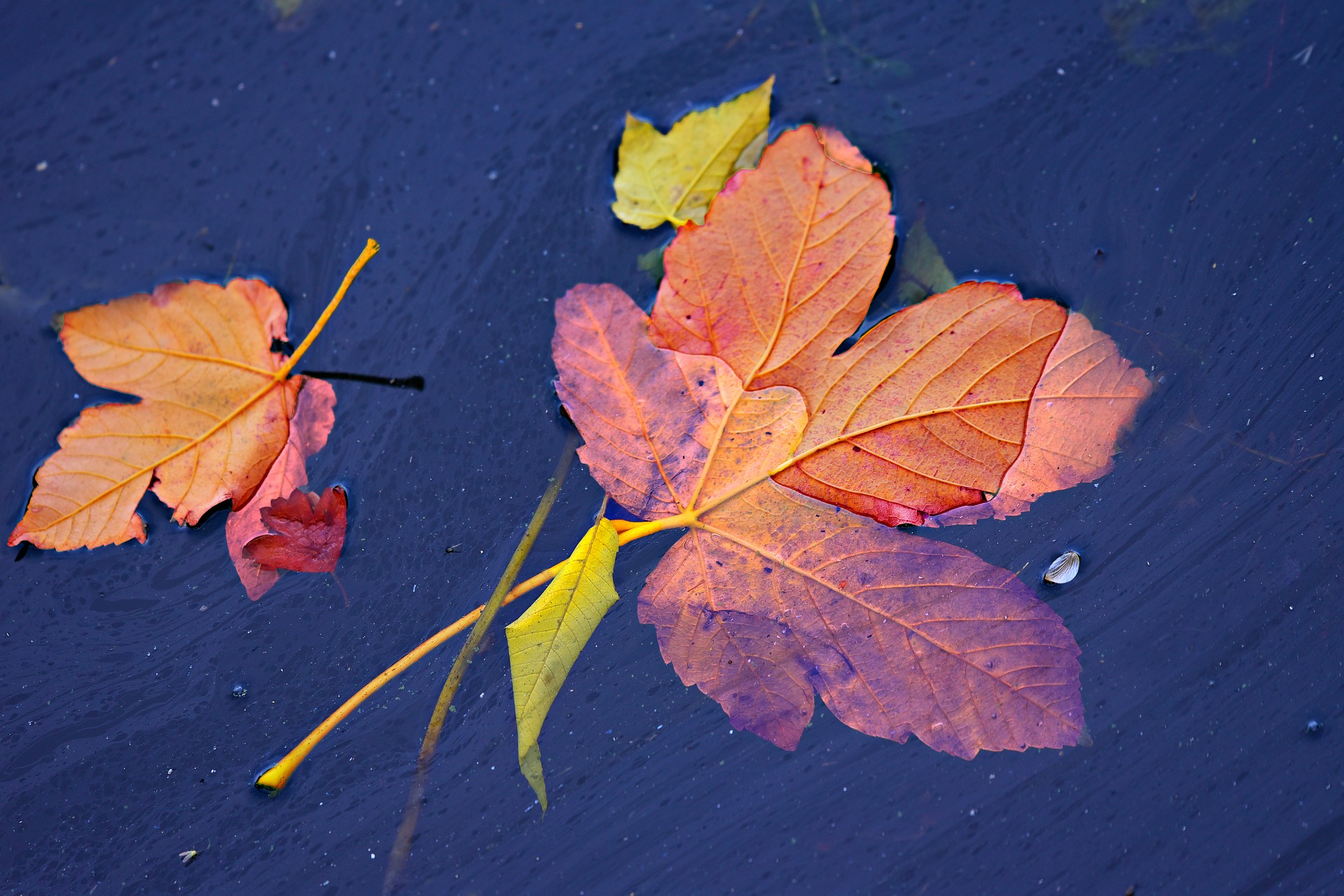 autumn-leaf-MabelAmber