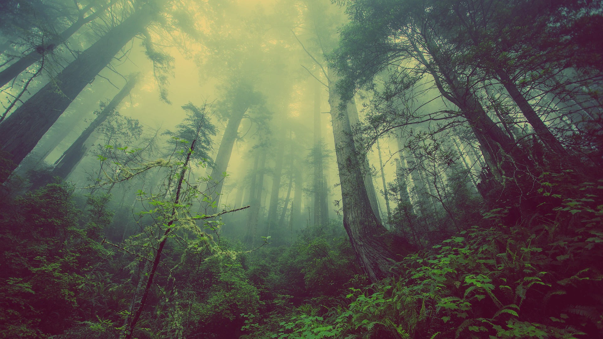 foresta-nebbia-Free-Photos